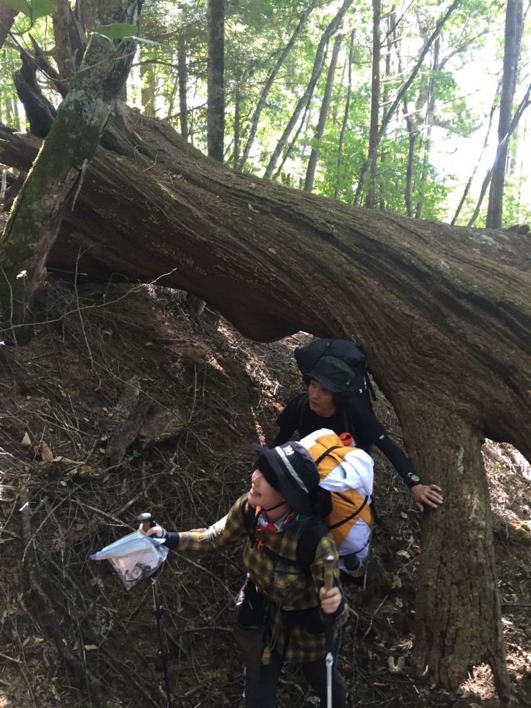 なかなかワイルドな登山道が続きます。