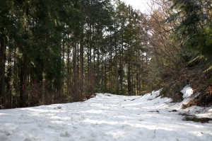 【なちゃぎり林道合流〜常福院】 積雪で地面が見えない状態。（途中で折り返したため常福院周辺の状況は分かりません）