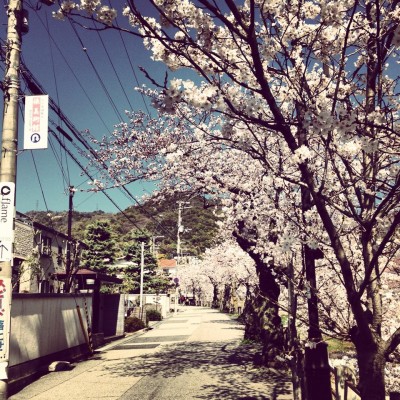芦屋川、ちょうど桜も満開で…もう最高!