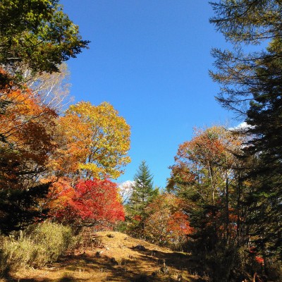 紅葉はまだまだキレいです。熊エリアを抜けた後で心底癒されますw