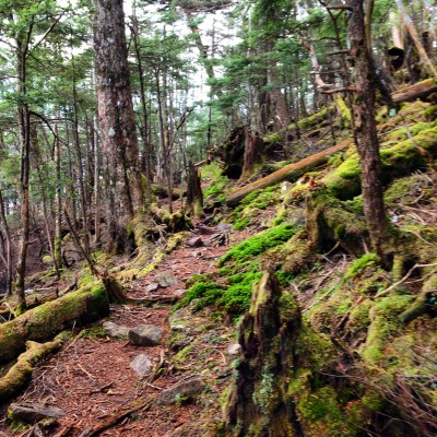 苔むした登山道も趣きがあり気持ちよい。秋の奥秩父、日本の良さ凝縮です。