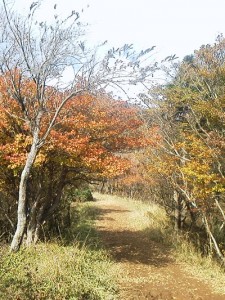 NEC_0268