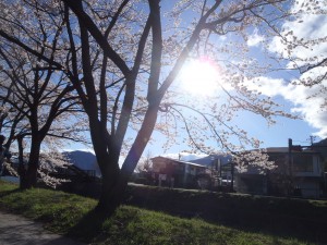 桜咲いてました