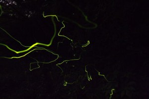 IMG_83881