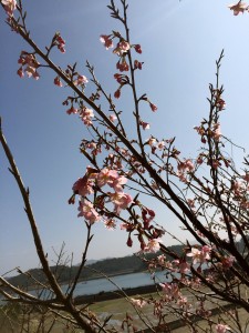 IMG_0115