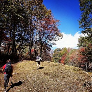 紅葉に染まる樹林帯を斉木峠へ、熊がついさっきまでいたであろう痕跡がたくさある。