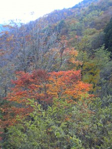紅葉もトレイルもすばらしい大会だと思います。