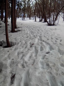醍醐丸から市道山分岐方面の約1.5km