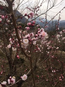 はな違いで、降りて行ったら陣馬山登山口手前の梅は満開ちょい手前。