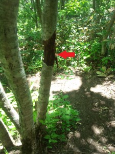 IMG_20130610_125435538
