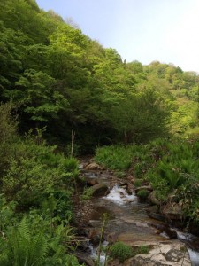 渓流のせせらぎ