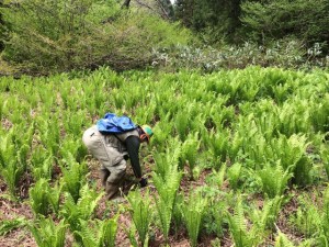 これ伸びちゃってるけど全部こごみです。 その間にわらびは生えています。