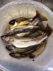 イワナも食べる分だけ