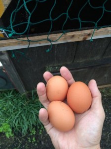 盗んだ玉子