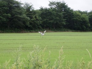 飛来（奥宮カメラ）