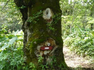 湿原後半に現れる１つ目の樹