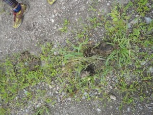 獣の足跡が 熊かと思い少し緊張しましたが、近所の馬らしいとのこと