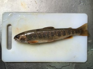 あ、最後に1匹だけ釣れました。北海道の固有種「オショロコマ」（涙）