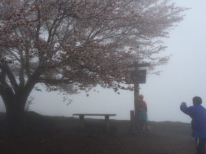 霧の中で今年最後の花見（桜）