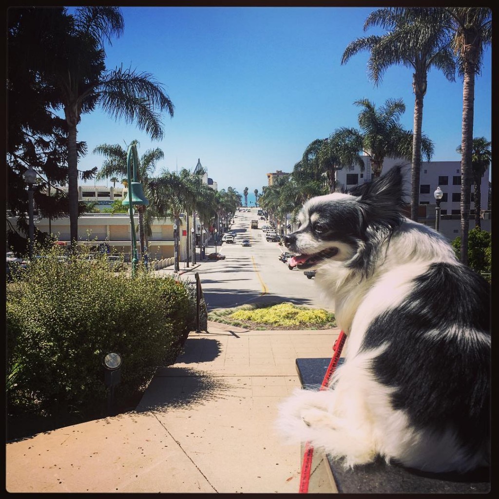 我が家の愛犬ぷじょるさんもアメリカに引っ越しました！