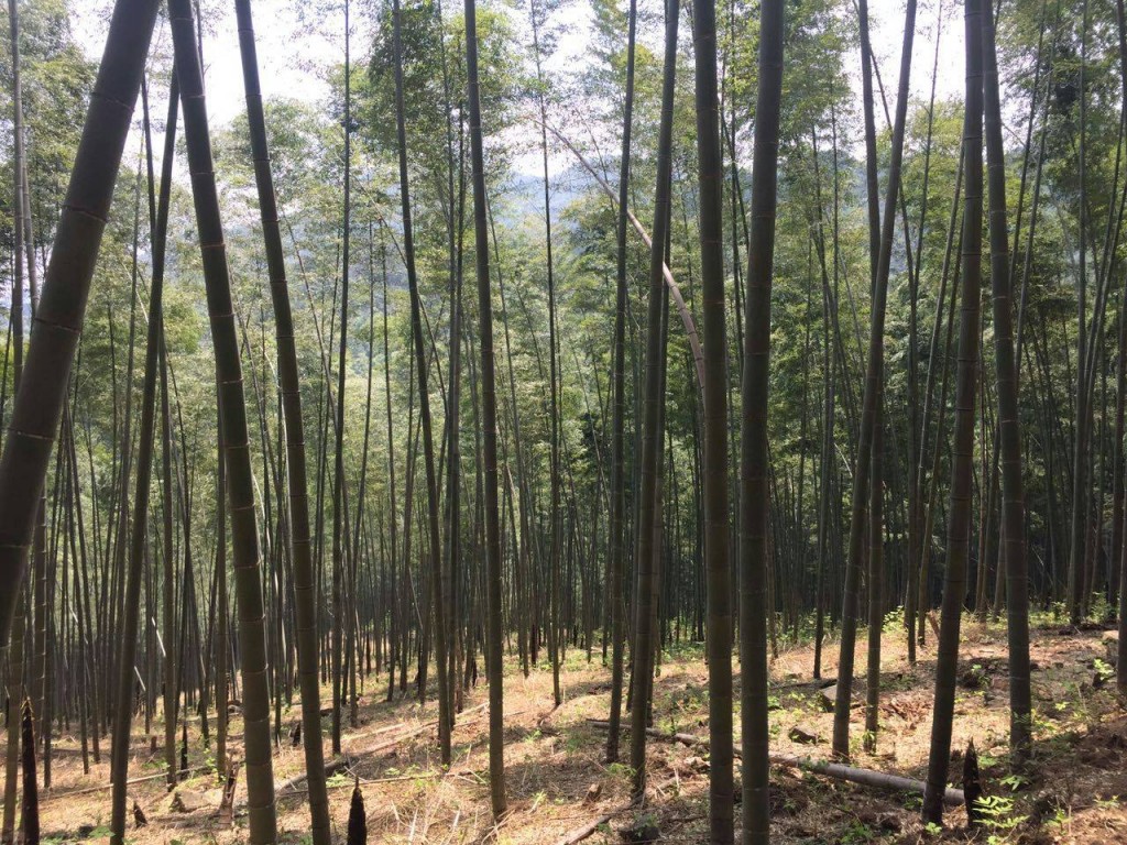 延々と続いていく竹林がとても中国的だ