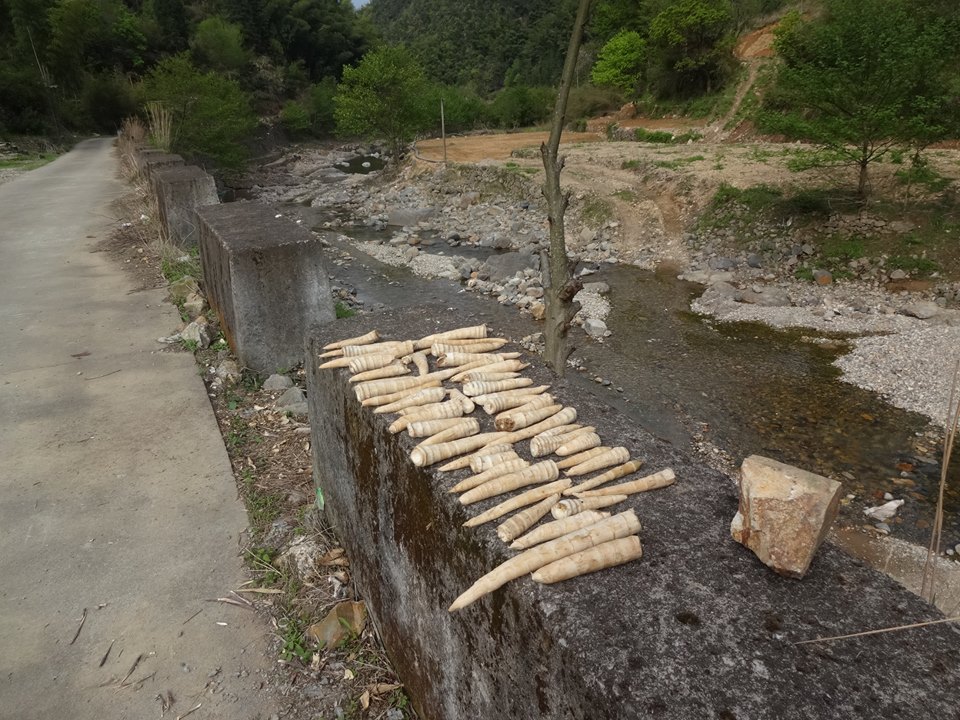 タケノコ干し場の一角。