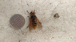 100円玉とオロロ