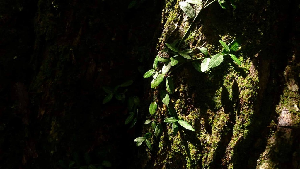 木漏れ日がドラマチックだった。