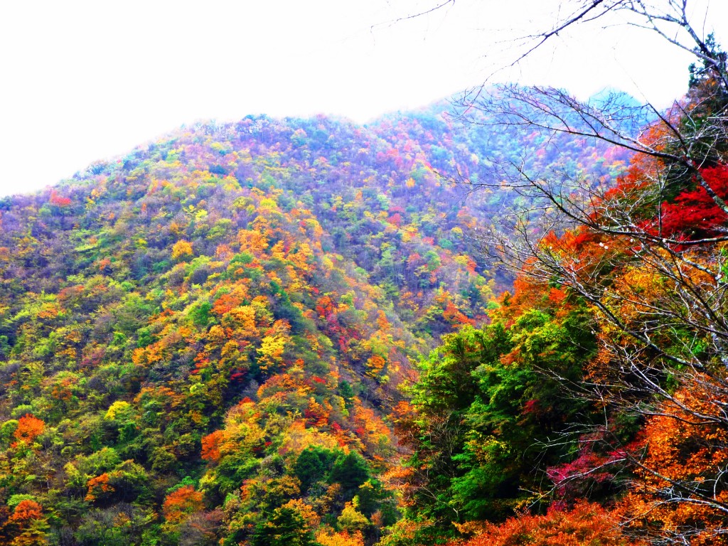 紅葉
